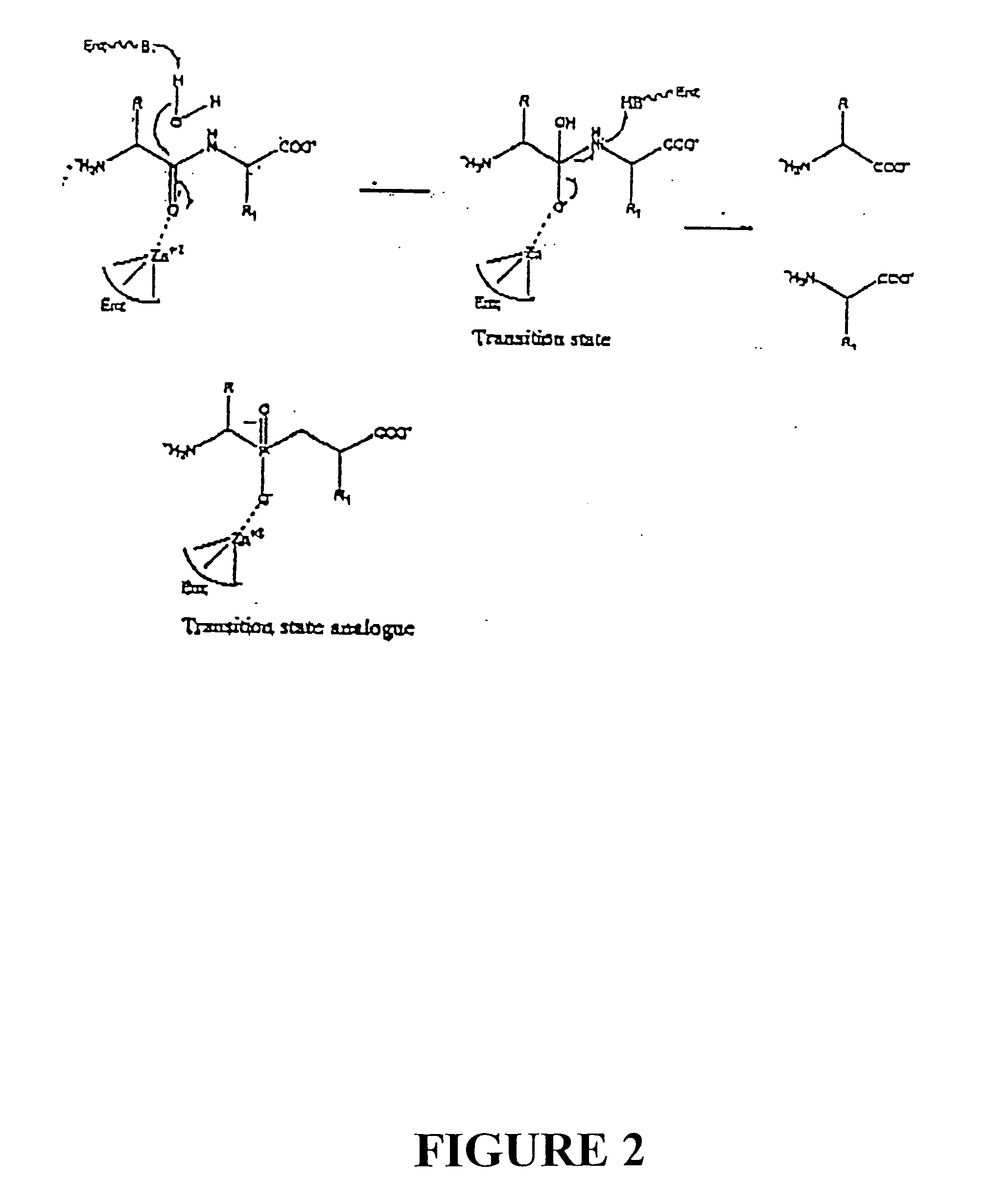 Design and synthesis of renal dipeptidase inhibitors