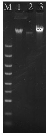 Kit for rapidly extracting gram-negative bacterium genome DNA and extraction method