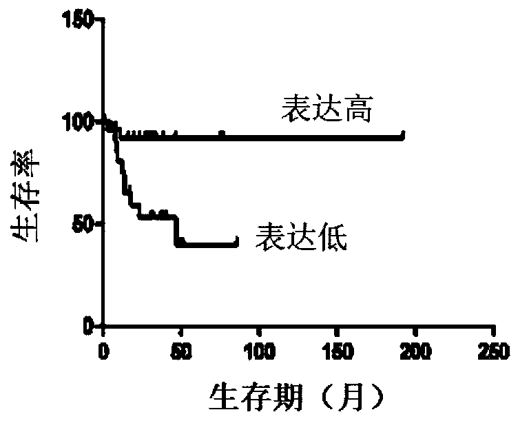 Marker for predicting prognosis of cancer patients and application of marker