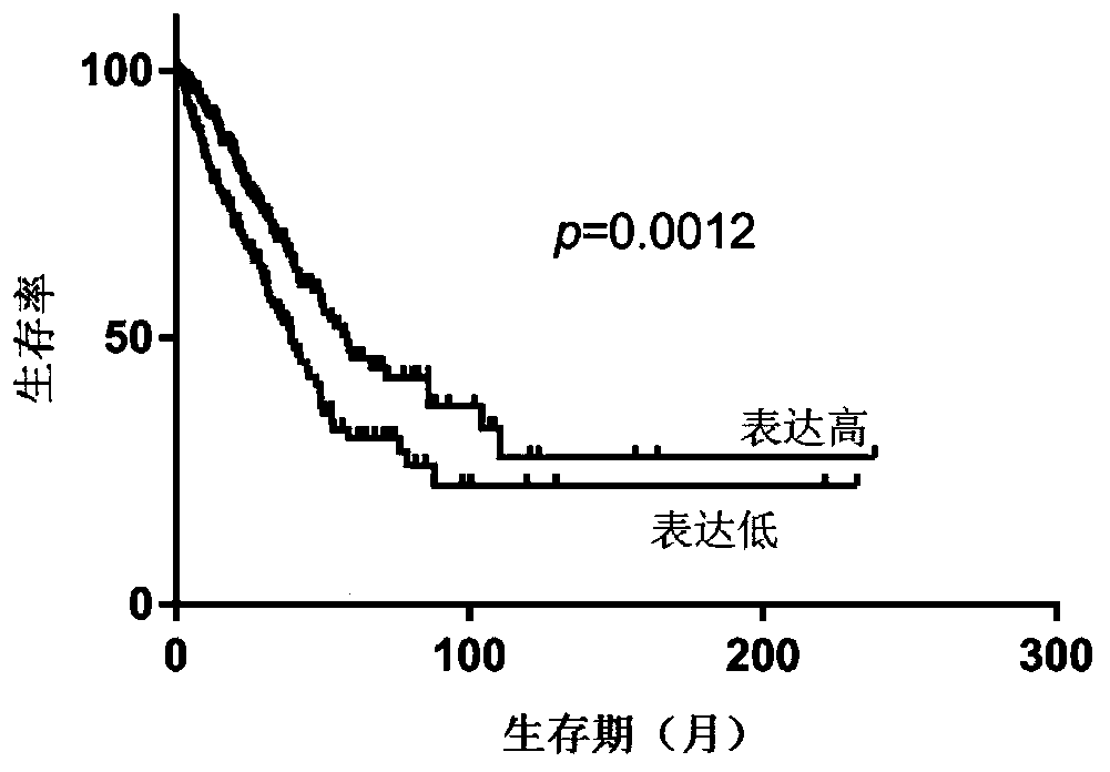 Marker for predicting prognosis of cancer patients and application of marker