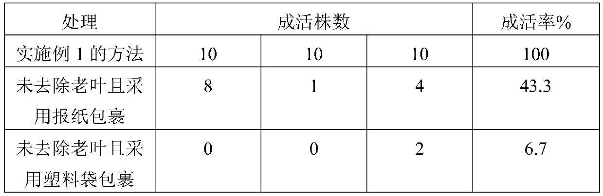 Treatment method of sweet potato germplasm resources collected in field