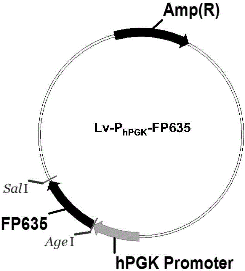 Application of bifluorescence reporting system in tumor stem cell targeted drug screening and method thereof