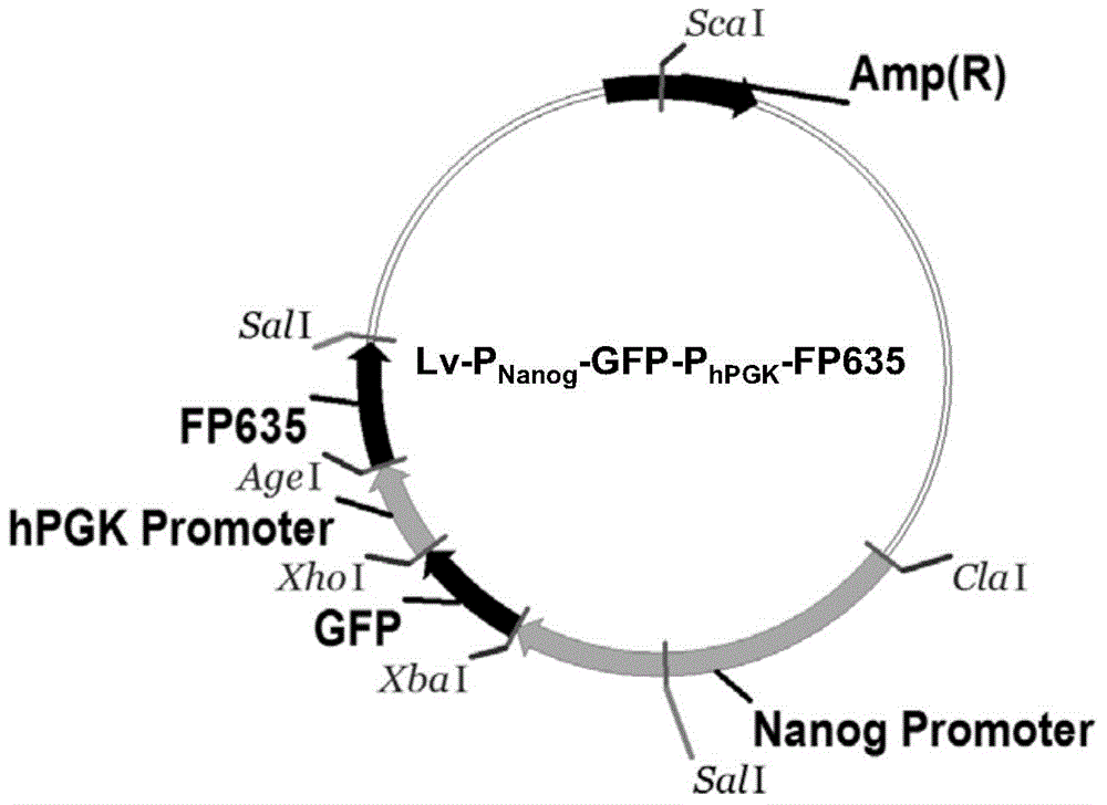 Application of bifluorescence reporting system in tumor stem cell targeted drug screening and method thereof