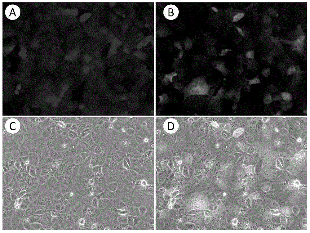 Application of bifluorescence reporting system in tumor stem cell targeted drug screening and method thereof