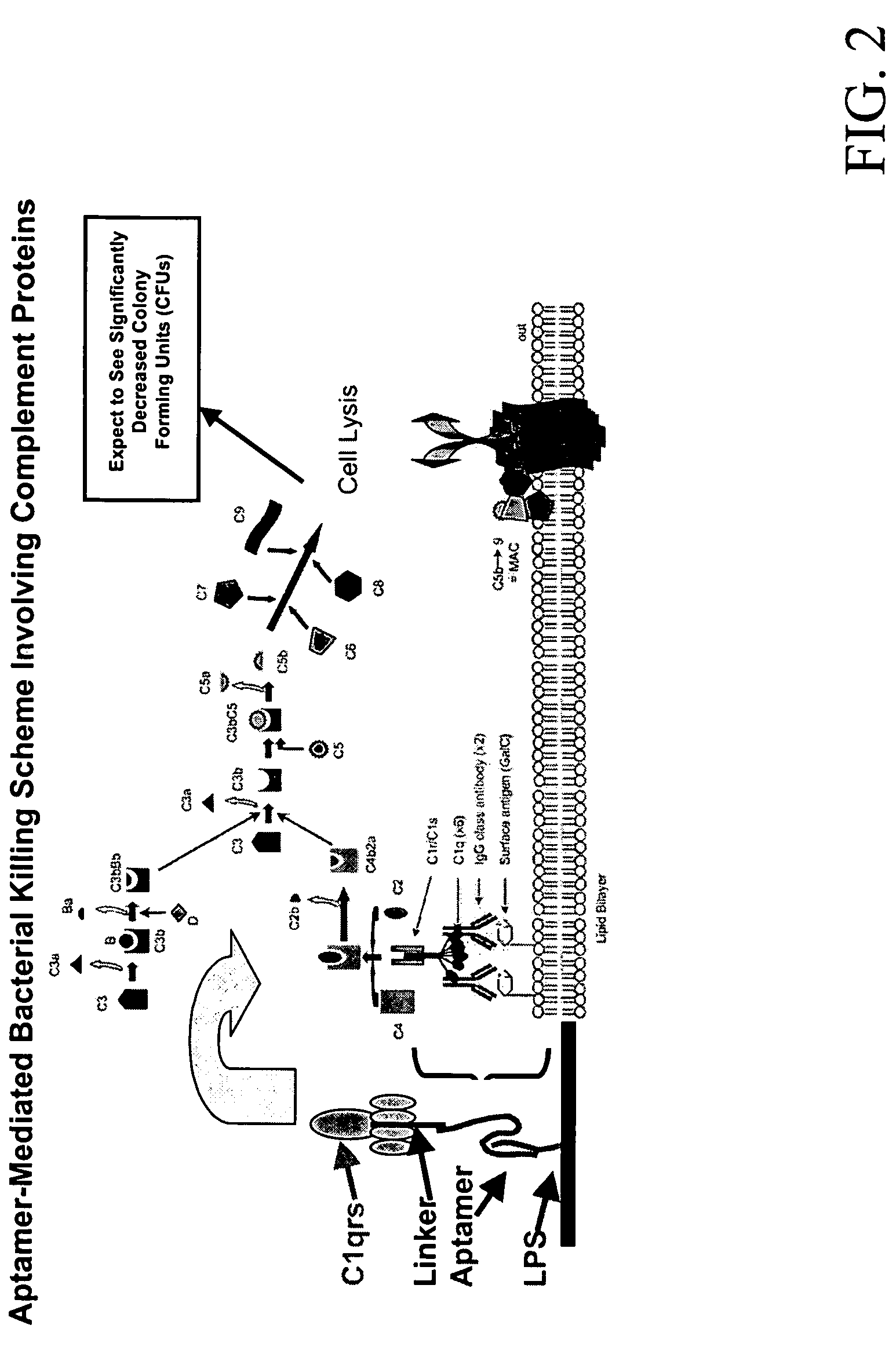 Therapeutic nucleic acid-3' -conjugates