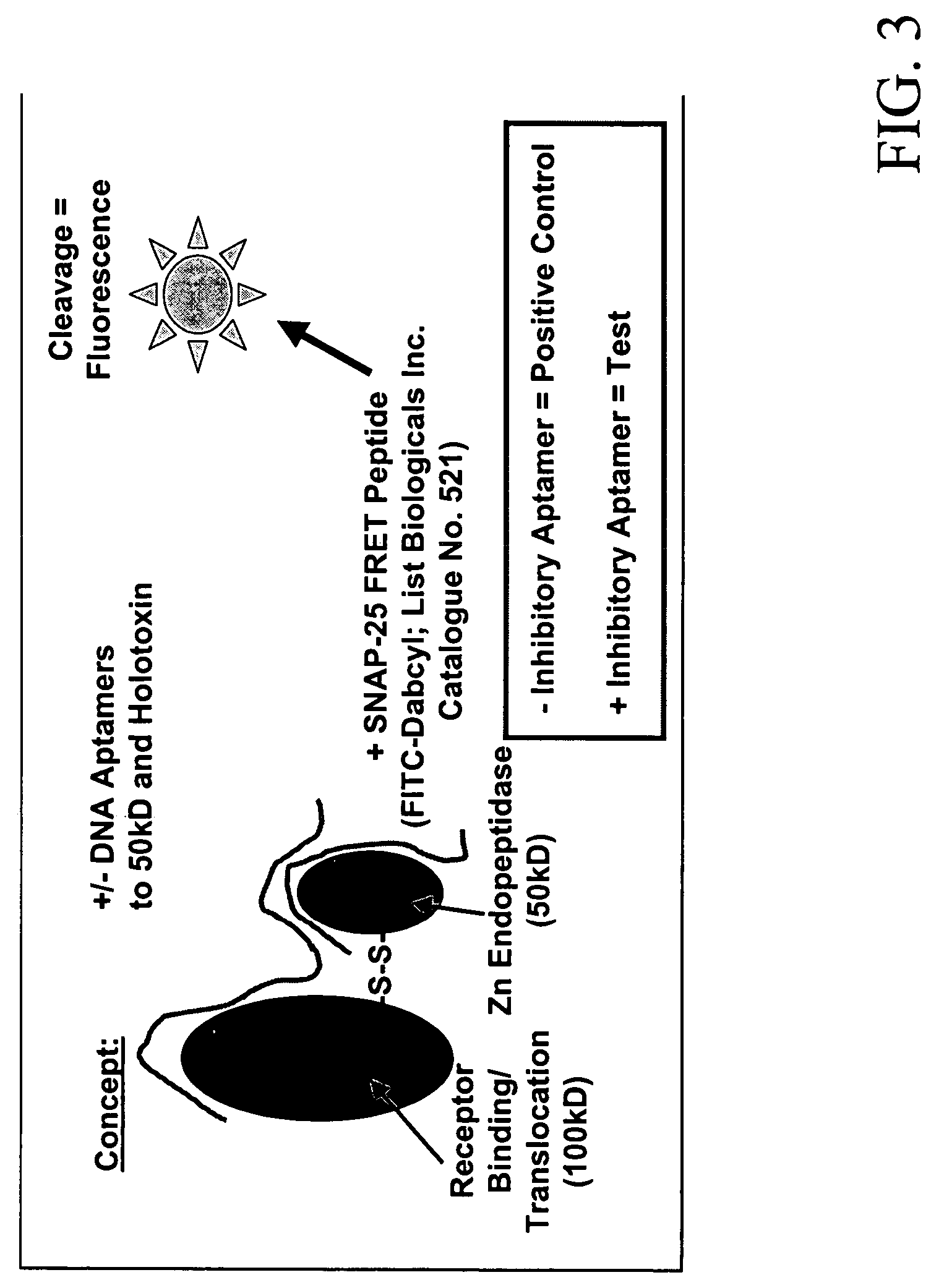 Therapeutic nucleic acid-3' -conjugates