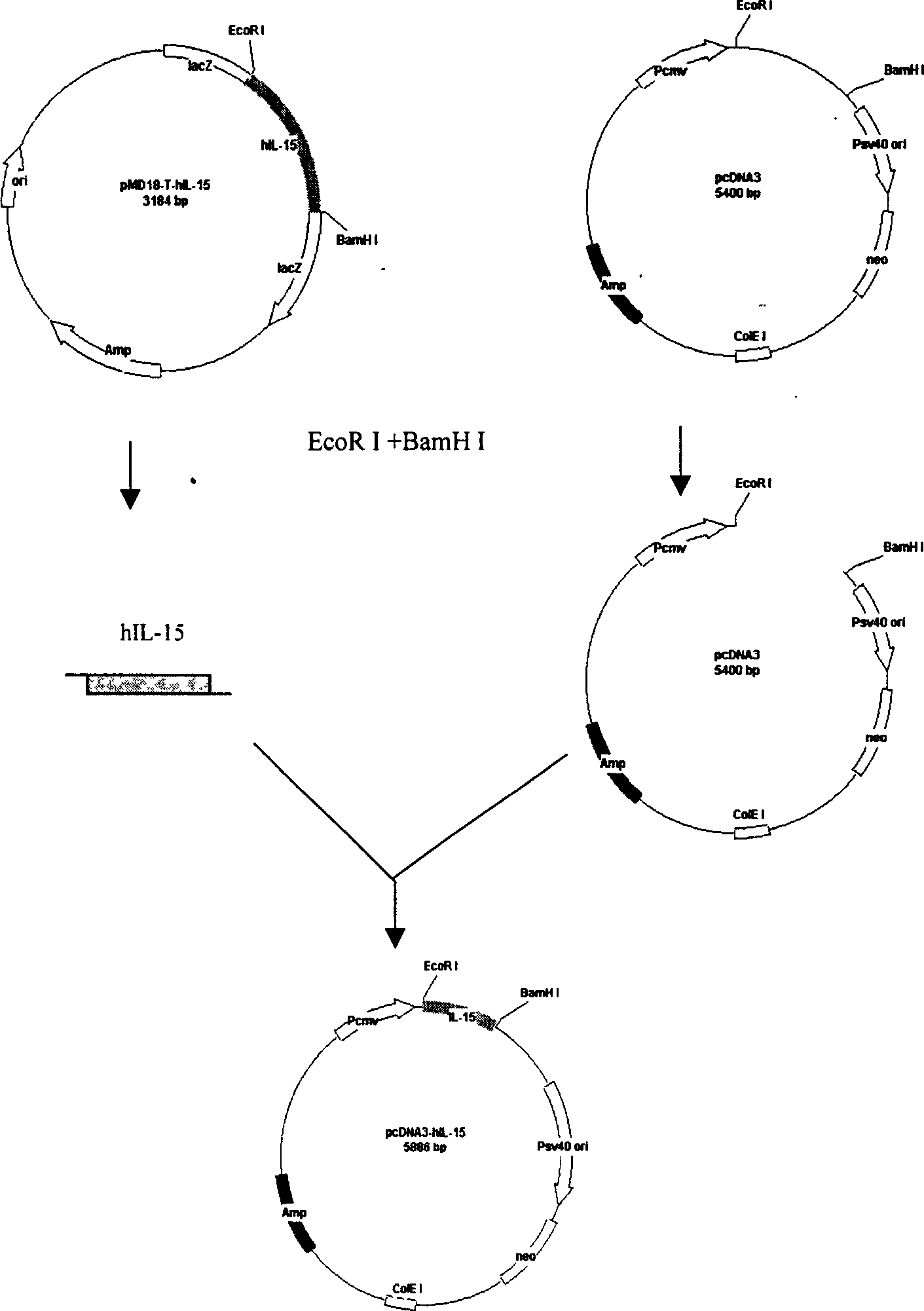 Interleukin-15 gene modified natural killing cell strain and its preparation method