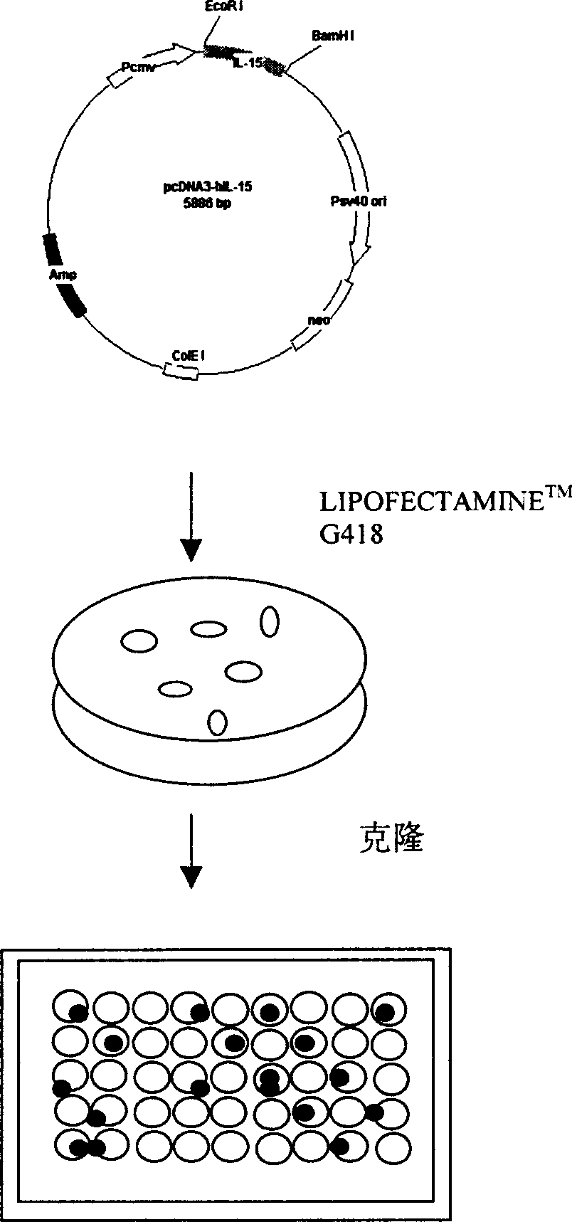 Interleukin-15 gene modified natural killing cell strain and its preparation method