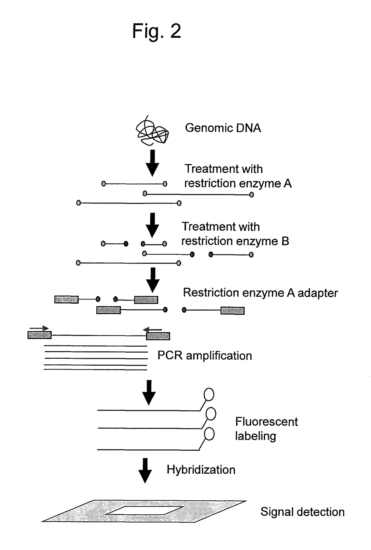 Marker associated with resistance to smut in plant belonging to genus <i>Saccharum</i>, and use thereof