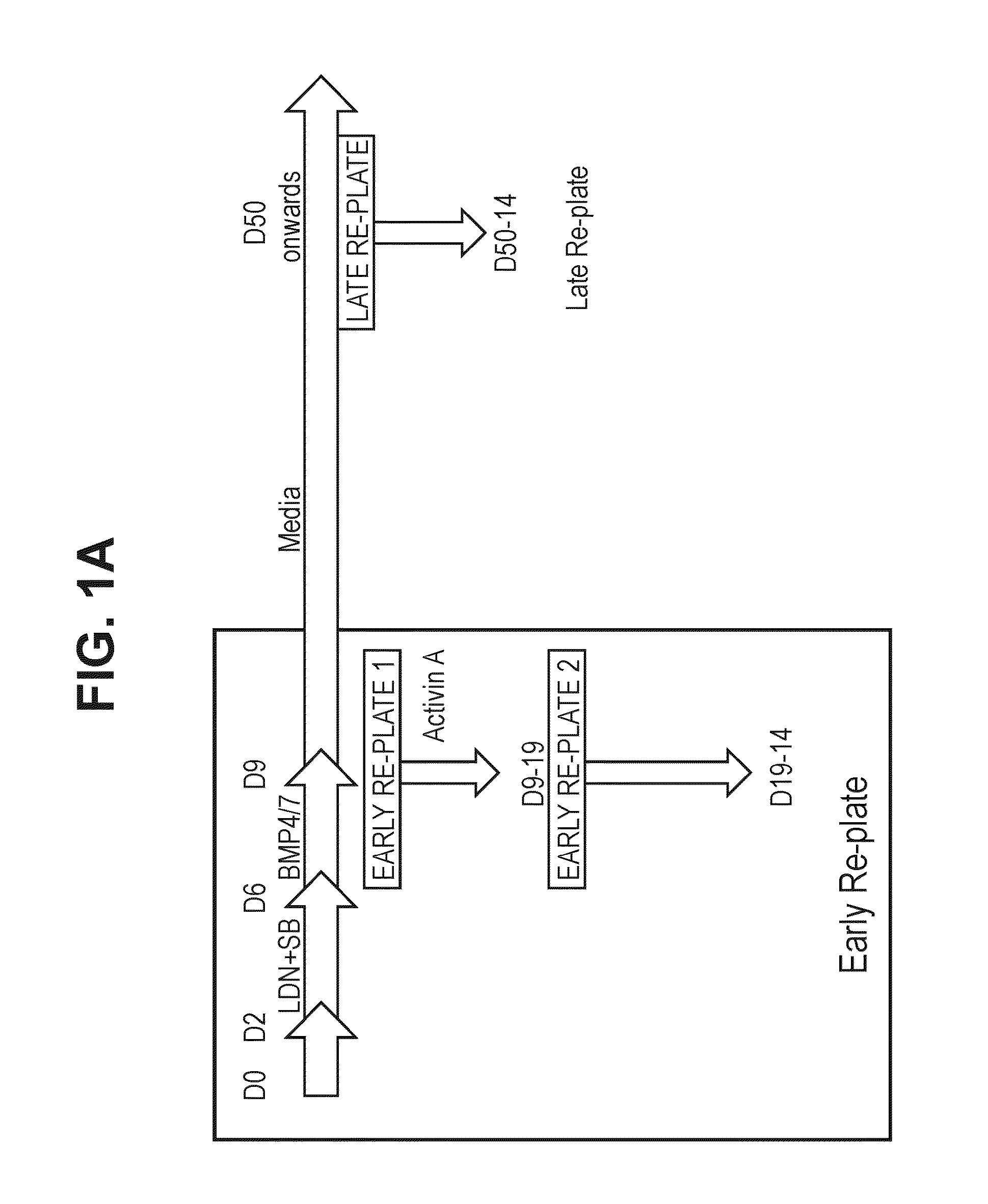 Method for producing retinal pigment epithelial cells