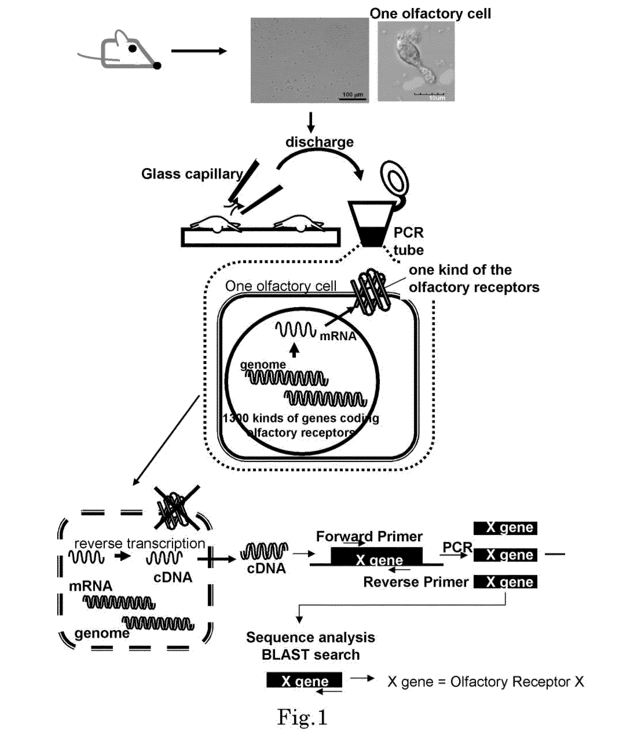 Method for identifying olfactory receptor included in one olfactory cell