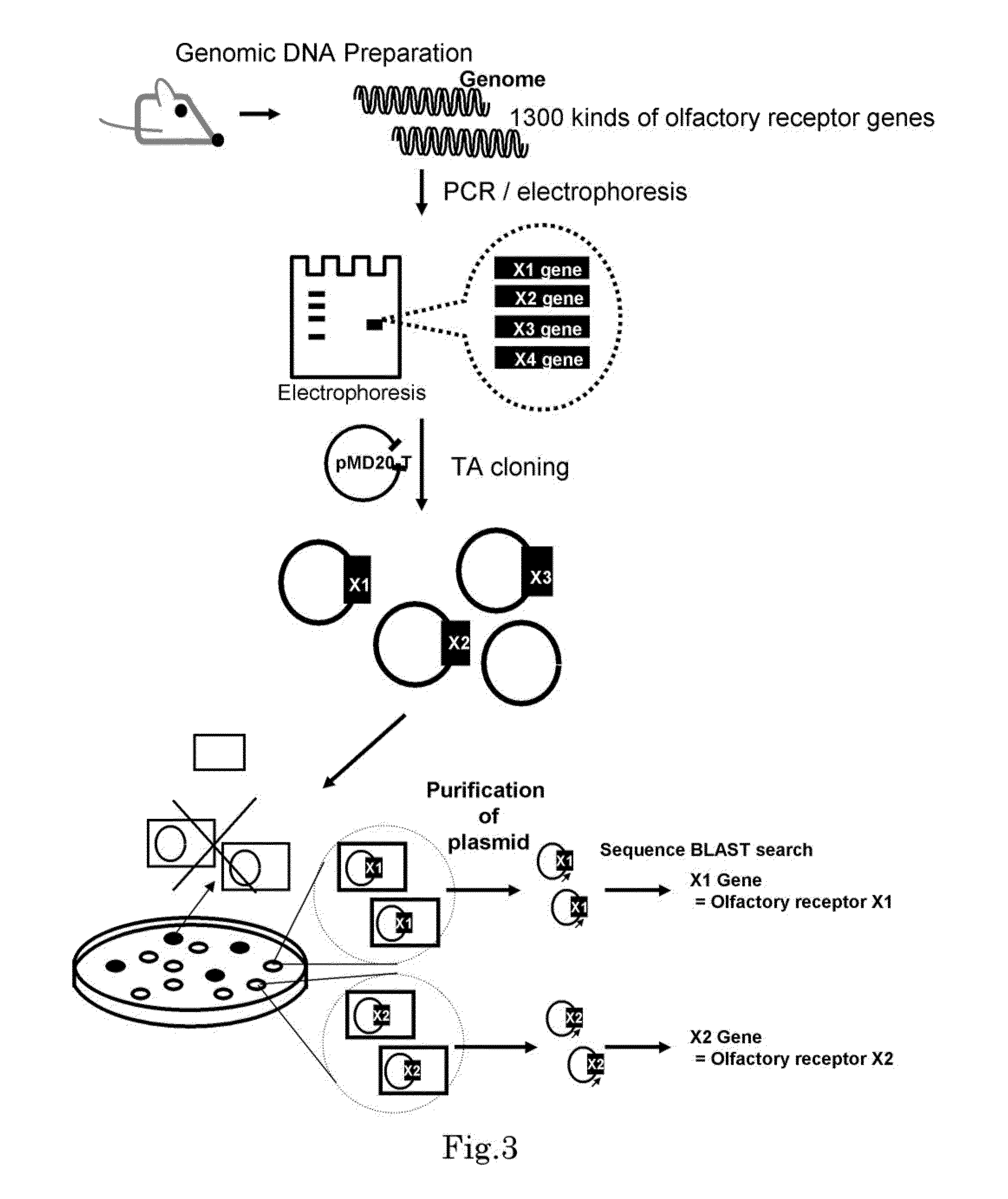 Method for identifying olfactory receptor included in one olfactory cell