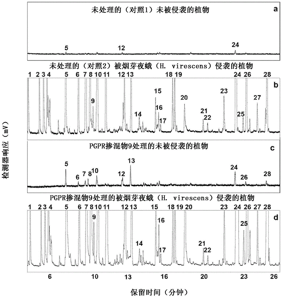 Inoculant comprising bacteria of the genus bacillus for inducing production of volatile organic compounds in plants