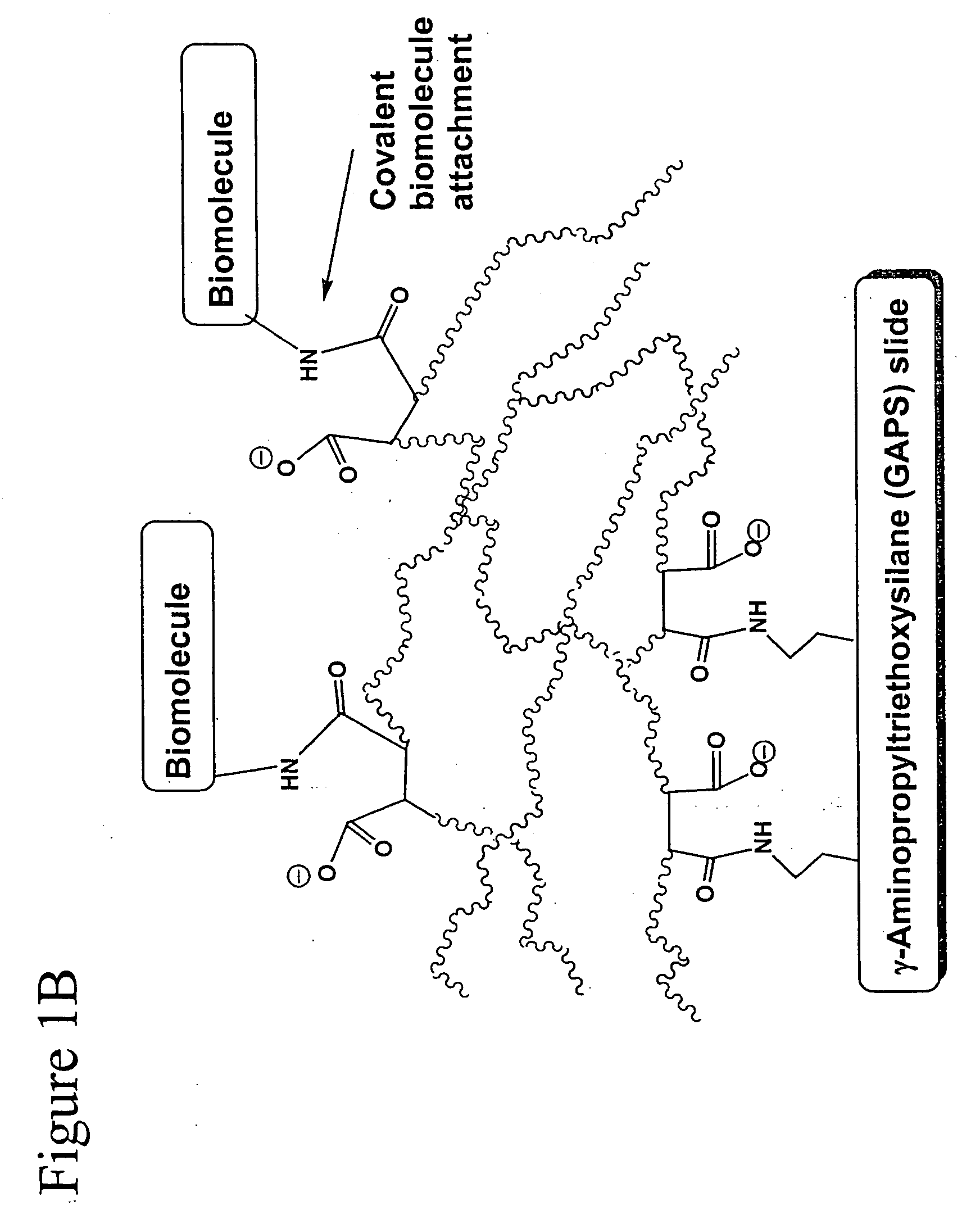 Polymer-coated substrates for binding biological molecules