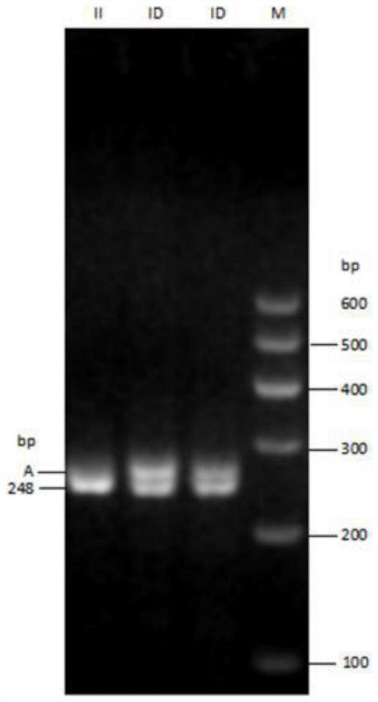 Method and kit for detecting insertion/deletion polymorphism of sheep CRY2 gene, and application of kit