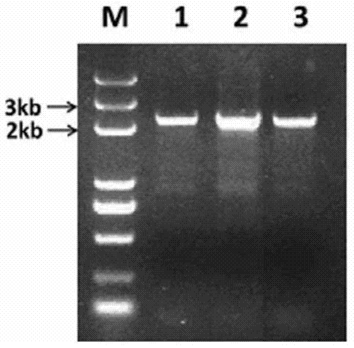 Endosperm specific expression promoter