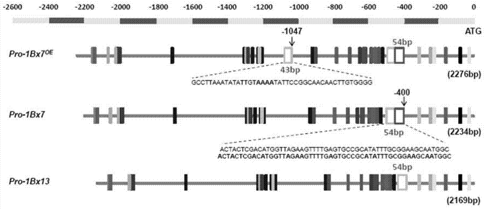 Endosperm specific expression promoter