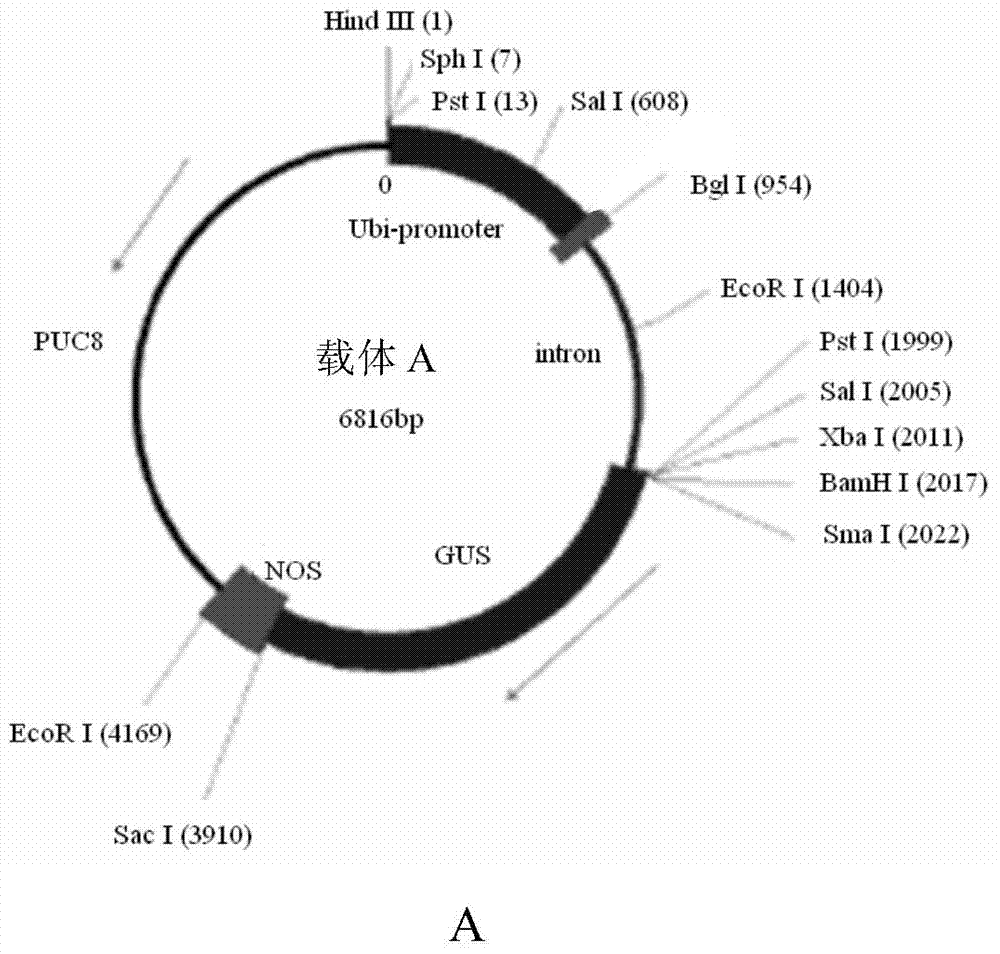 Endosperm specific expression promoter