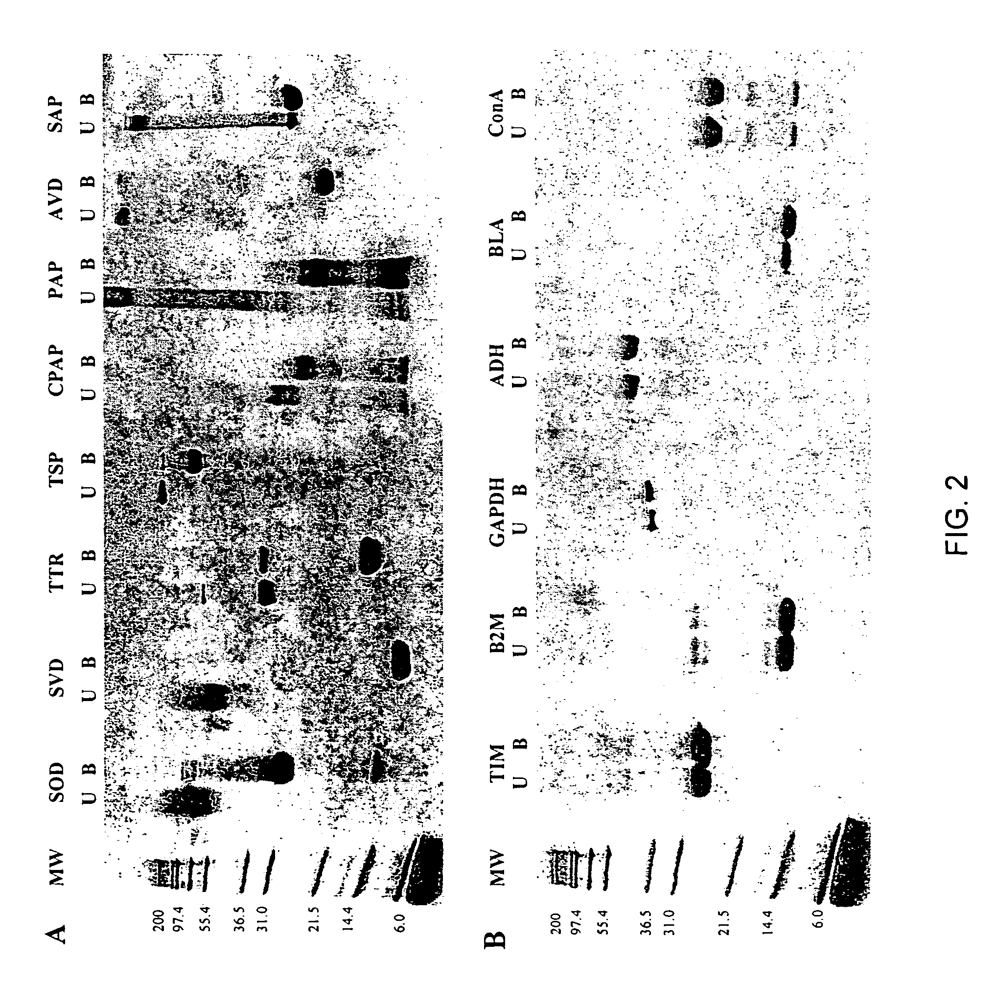 Methods of identifying kinetically stable proteins