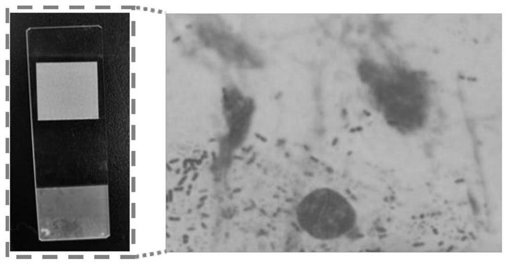 Hydrophilic antibacterial glass slide with bionic structure and preparation method of hydrophilic antibacterial glass slide