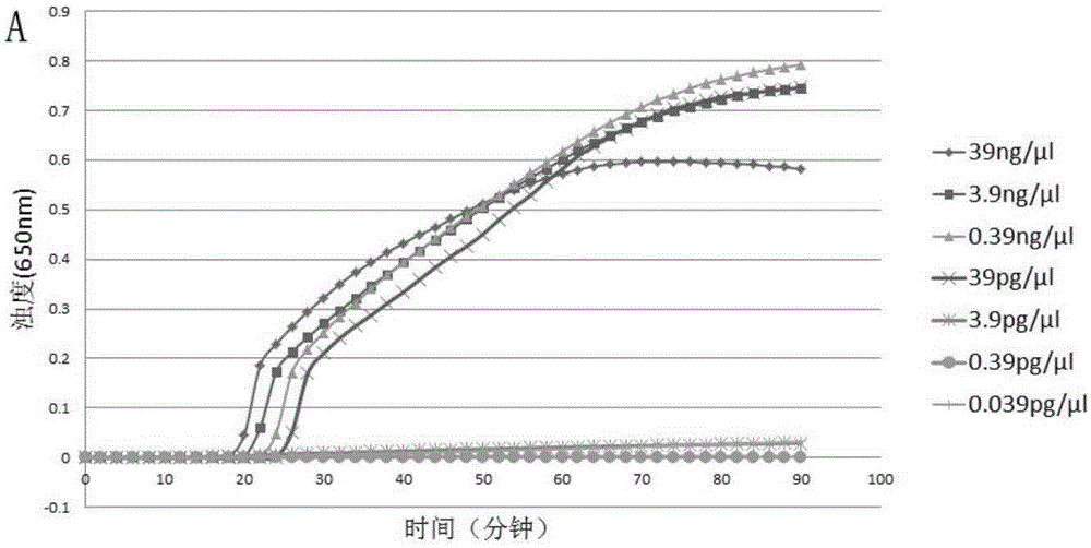 LAMP (loop-mediated isothermal amplification) kit for detection of mycoplasma pneumoniae and special LAMP primer for detection of mycoplasma pneumoniae