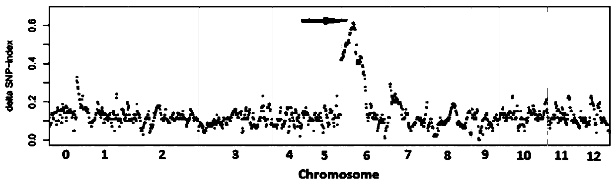 Indel molecular marker closely linked with capsicum annuum clustered inflorescence genes, primers and application