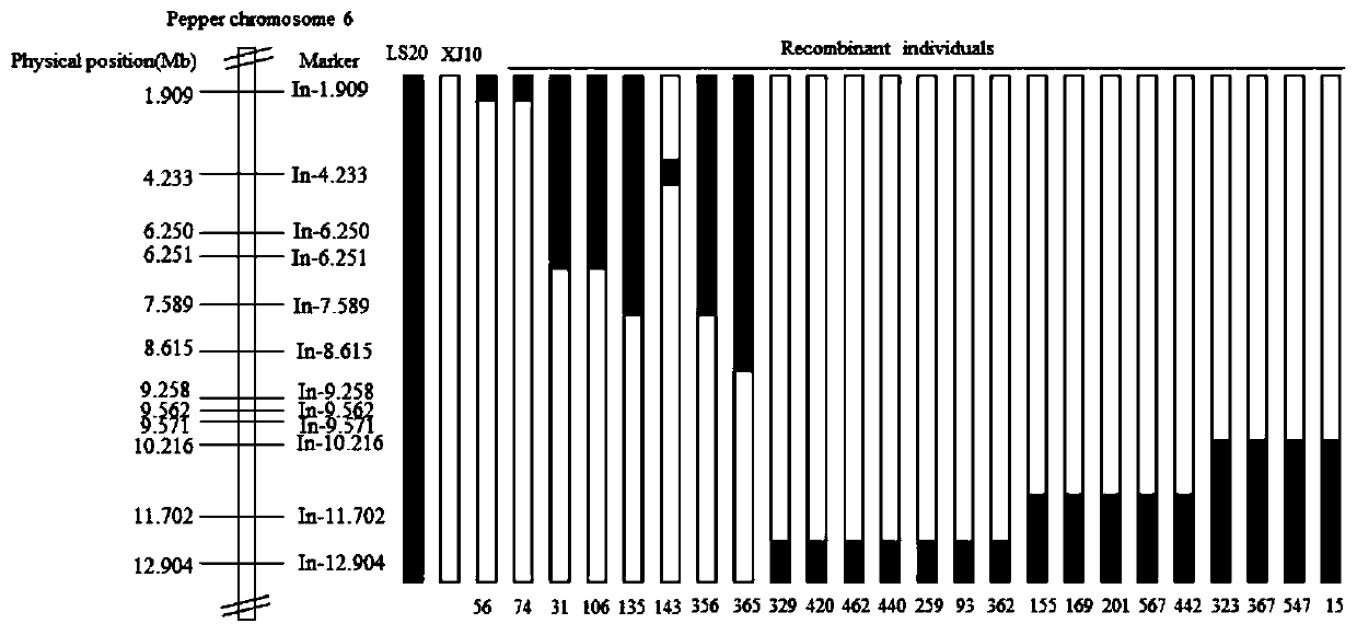 Indel molecular marker closely linked with capsicum annuum clustered inflorescence genes, primers and application