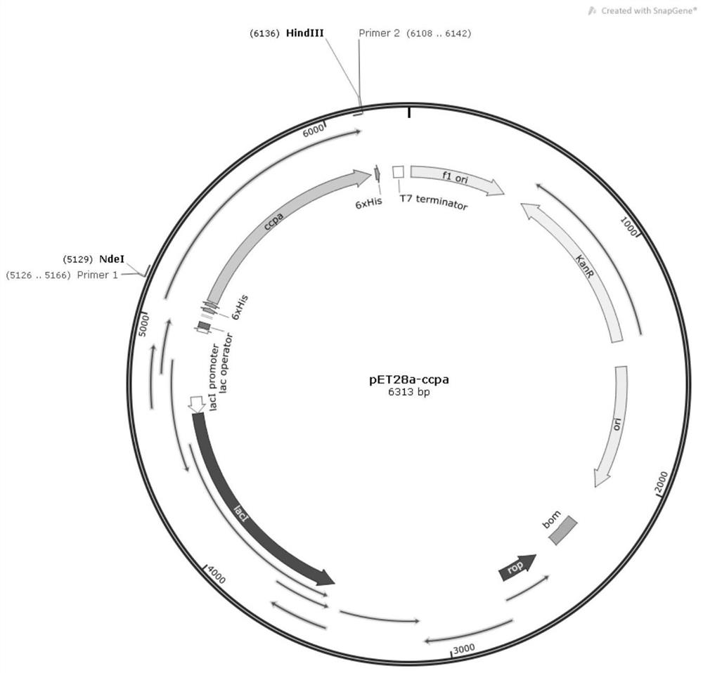 A carbon catabolism regulatory protein ccpa mutant i42a