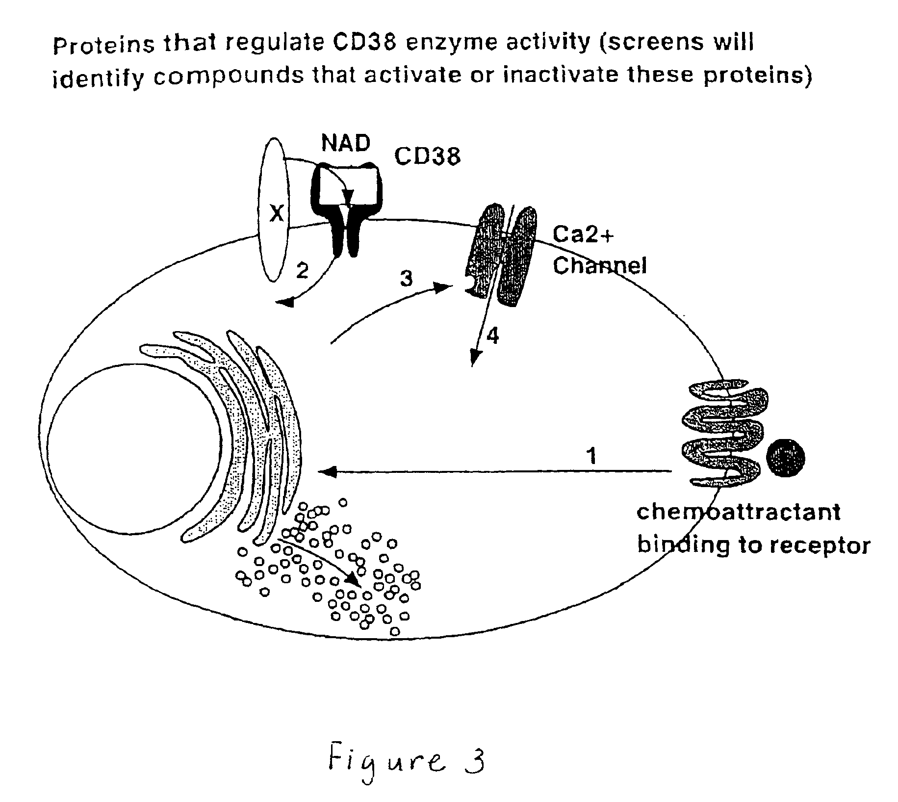 Methods for identifying compounds that inhibit CD38 activity