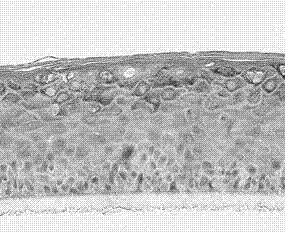 Gingival epithelium model and in-vitro building method thereof