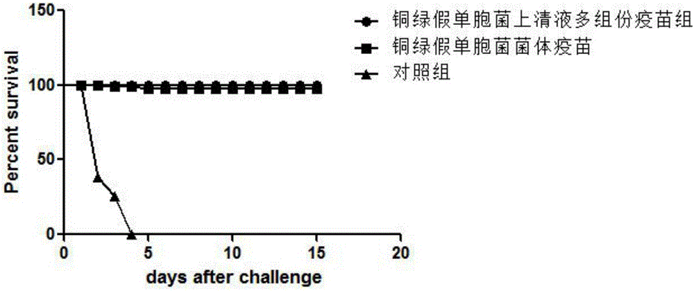 Preparation method of mink hemorrhagic pneumonia inactivated vaccine and application thereof