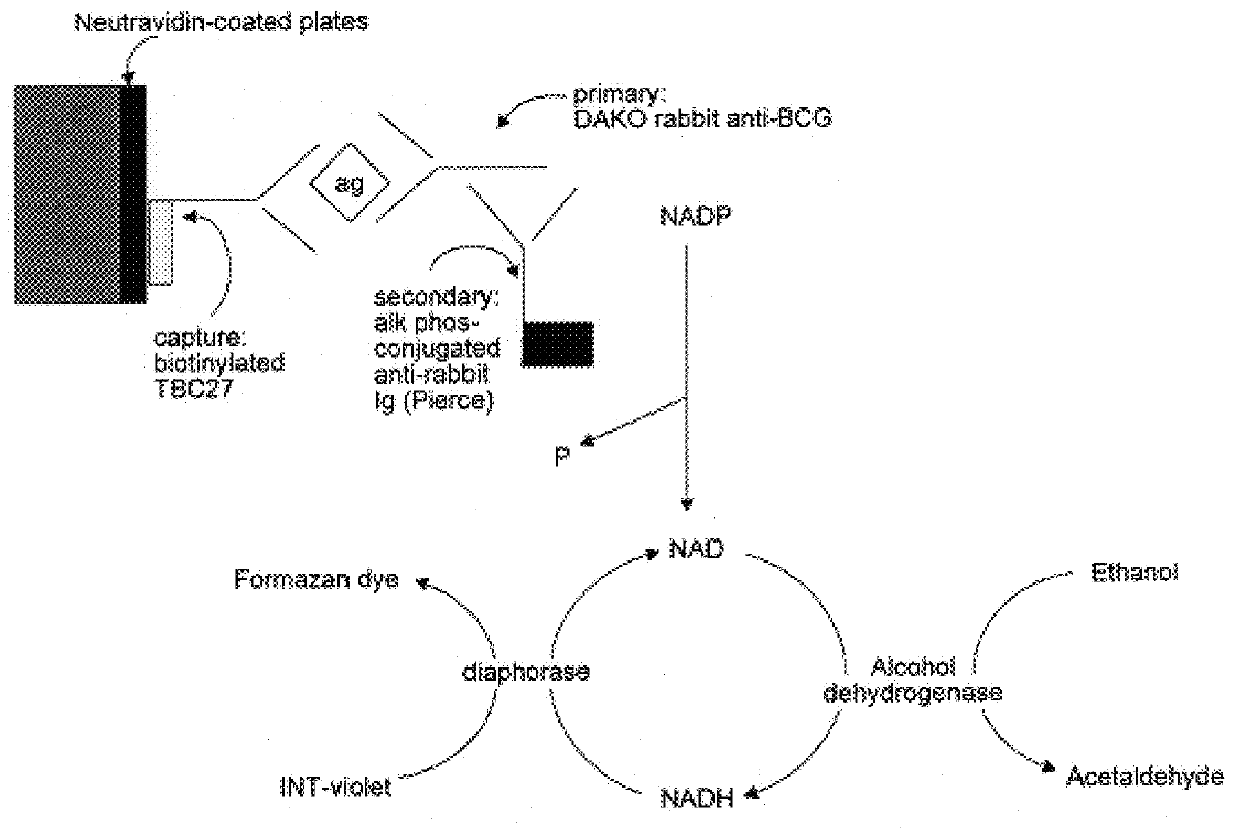 Detection of mycobacteria