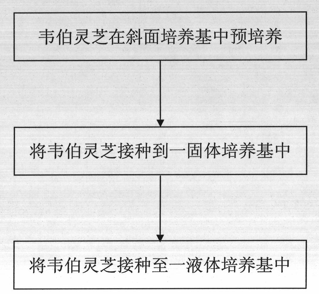 Culture method and applications of Ganoderma weberianum mycelial pellets