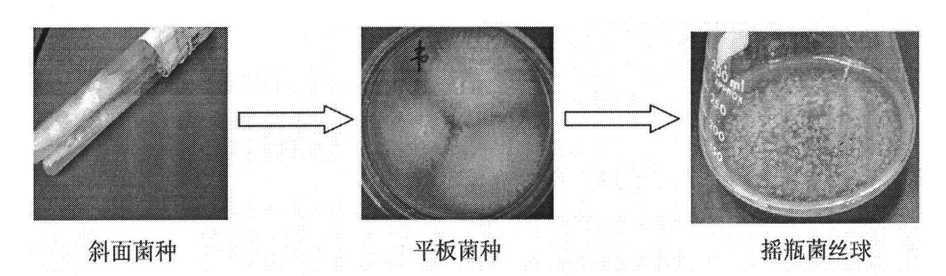 Culture method and applications of Ganoderma weberianum mycelial pellets