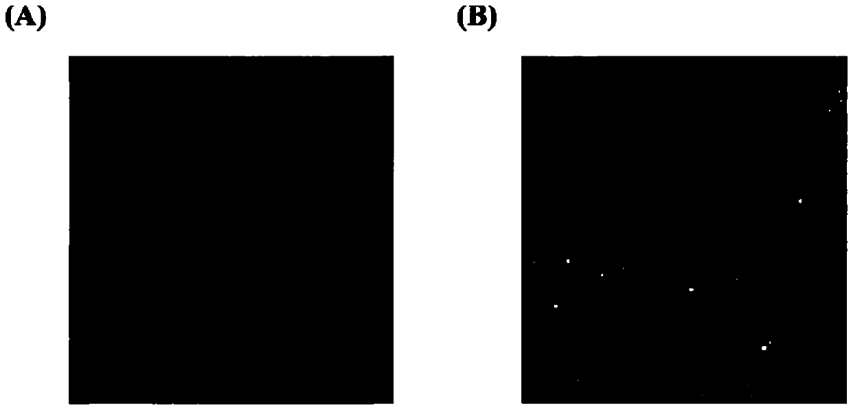 New application of lactobacillus paracausei K56 capable of adjusting gastrointestinal flora balance