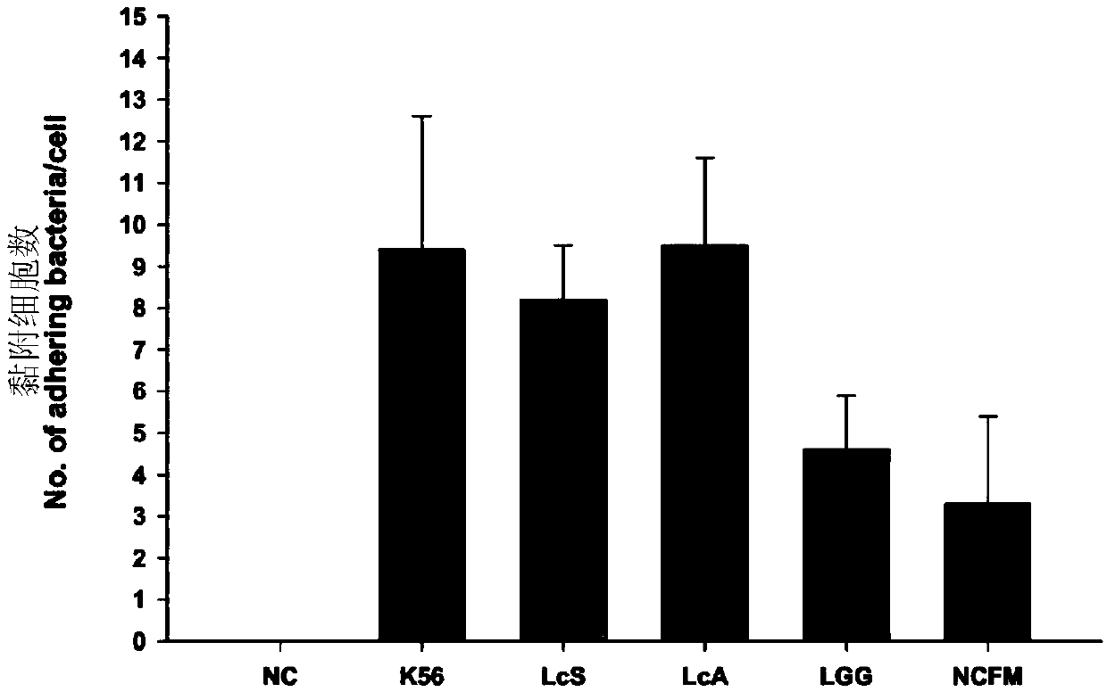 New application of lactobacillus paracausei K56 capable of adjusting gastrointestinal flora balance