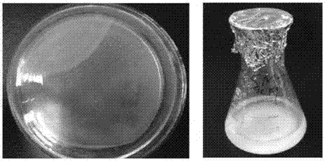 Sulfur oxide thiobacillus and application thereof in heavy metal removal