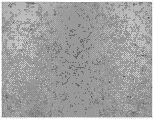 Sulfur oxide thiobacillus and application thereof in heavy metal removal