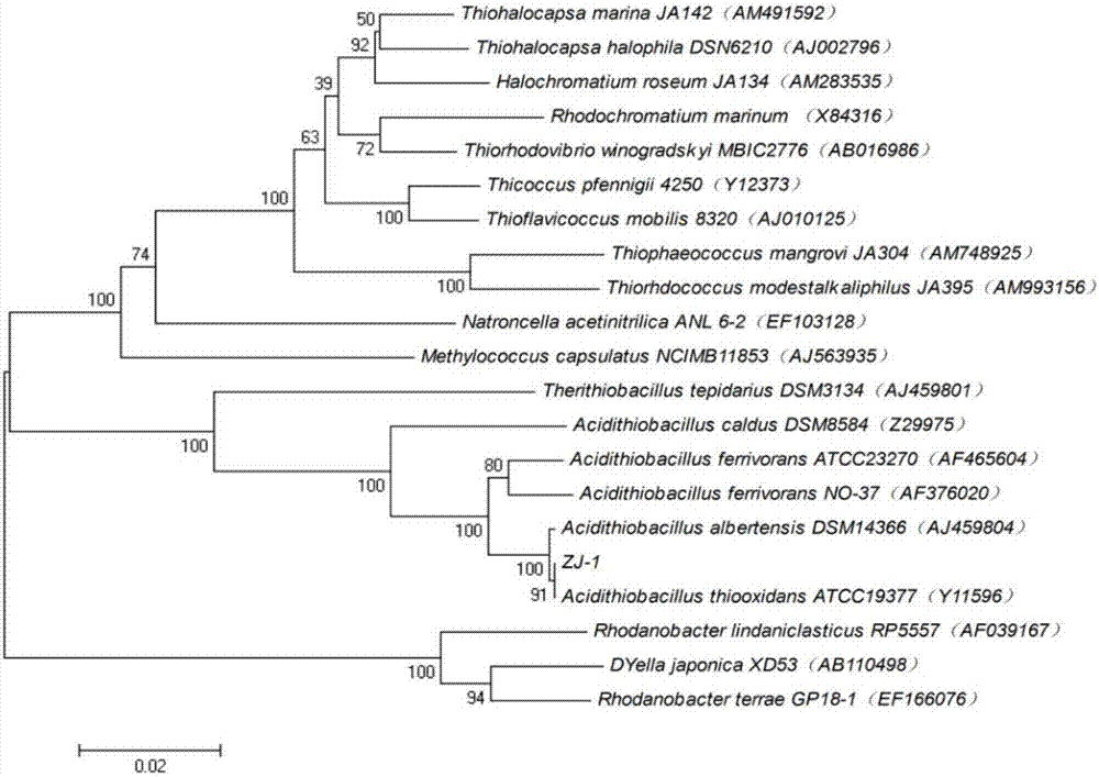 Sulfur oxide thiobacillus and application thereof in heavy metal removal