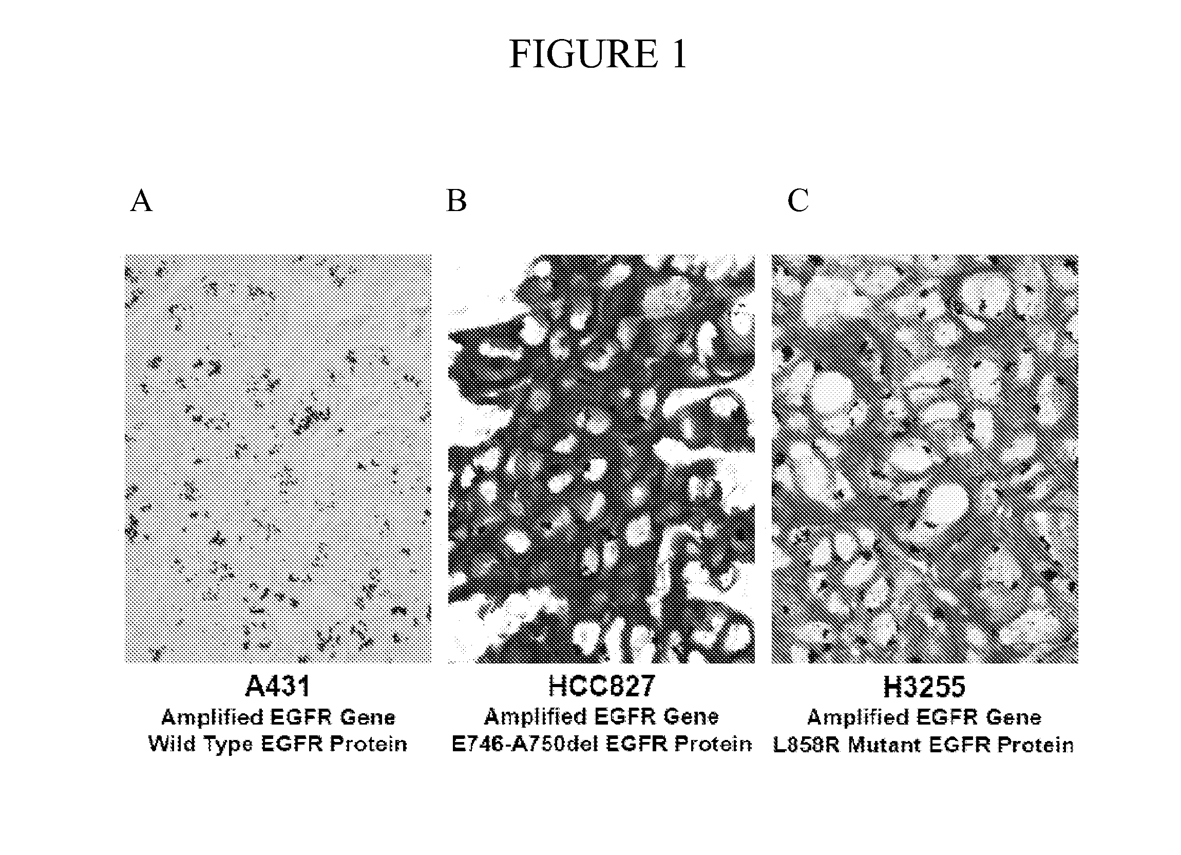 Simultaneous detection of mutational status and gene copy number