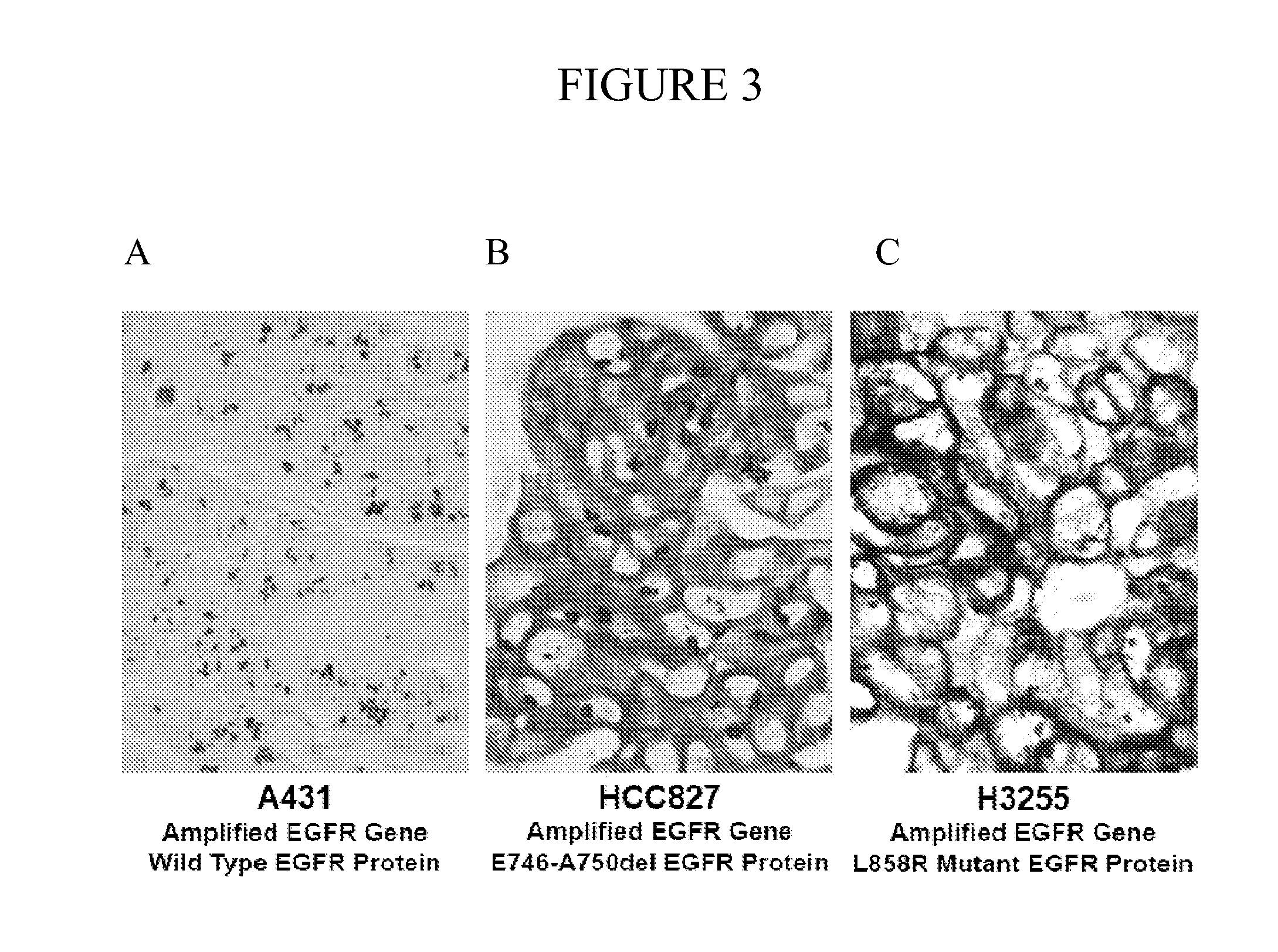 Simultaneous detection of mutational status and gene copy number