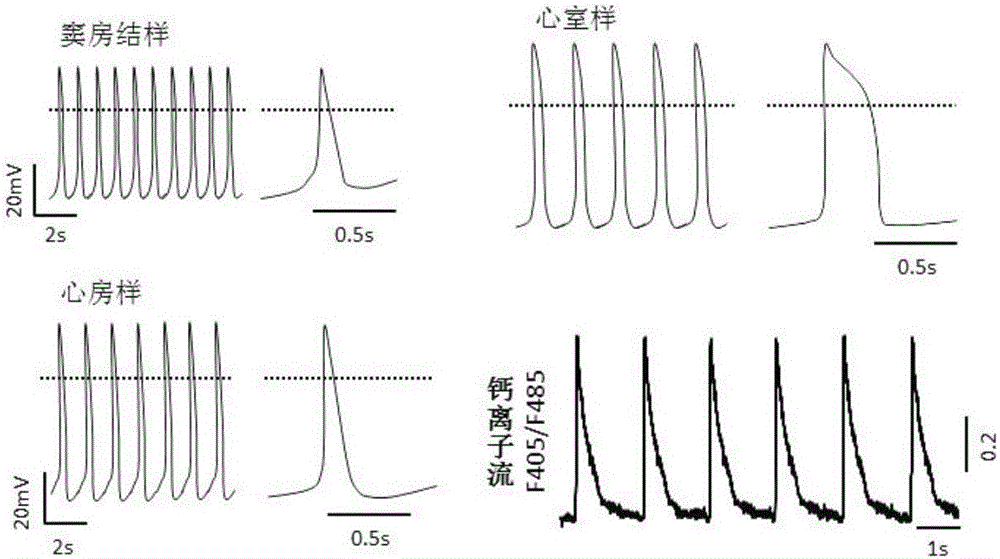 Method for efficiently obtaining beating functional cardiomyocytes from mesenchymal stem cells