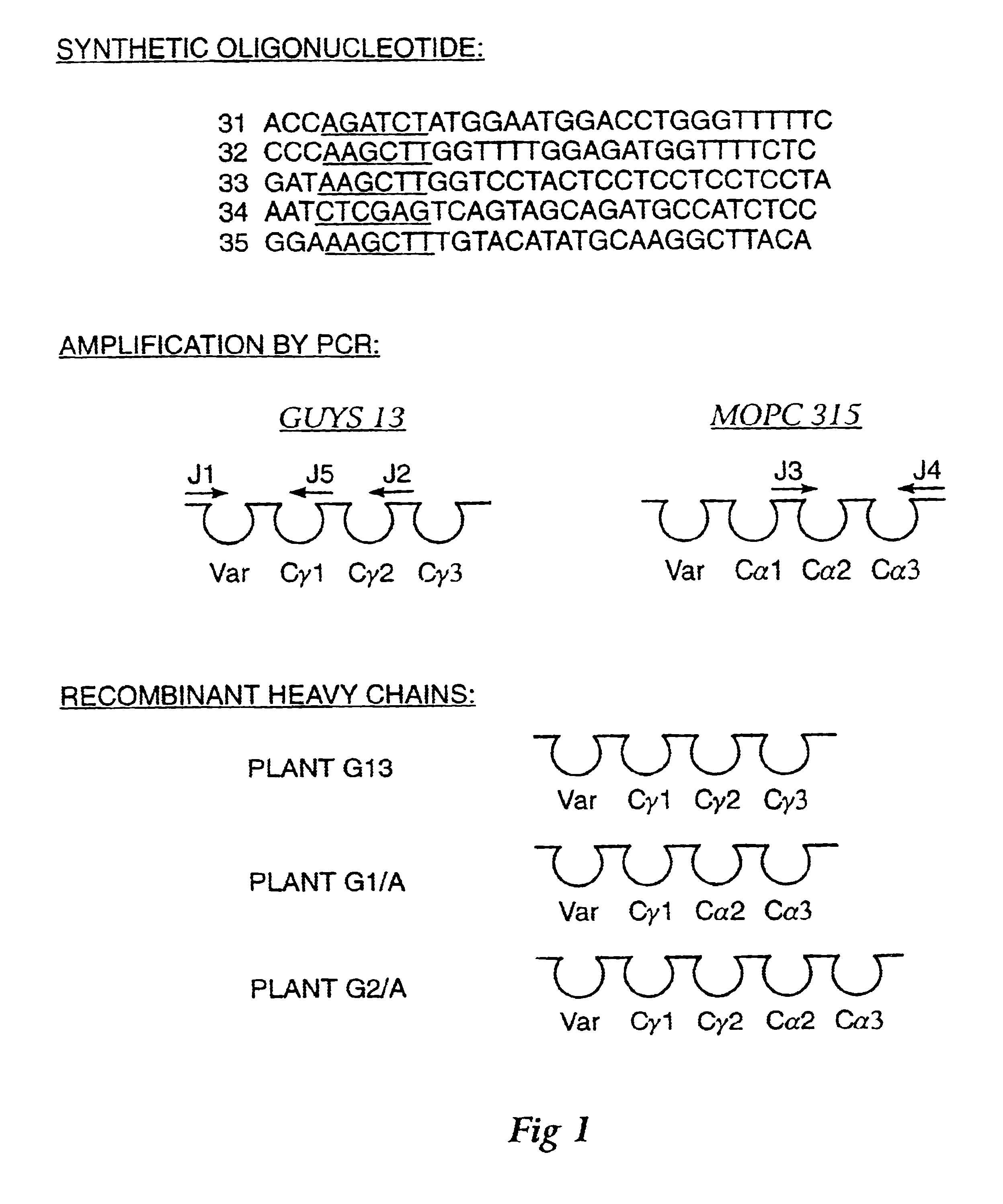 Immunoglobulins containing protection proteins and their use