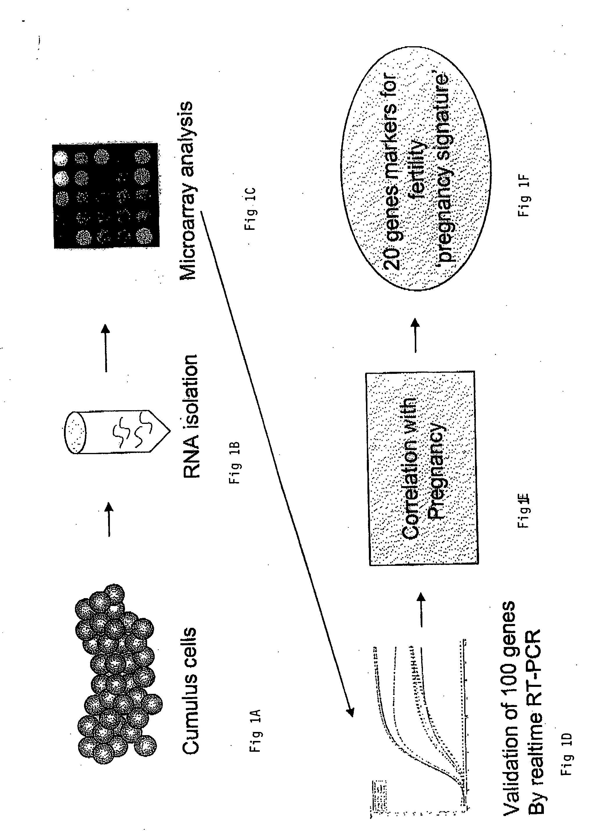 Identification of genes or polypeptides the expression of which correlates to fertility, ovarian function and/or fetal/newborn viability