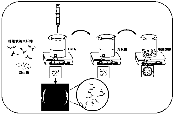 Core-shell structure cellulose-based probiotic microcapsule and preparation method thereof