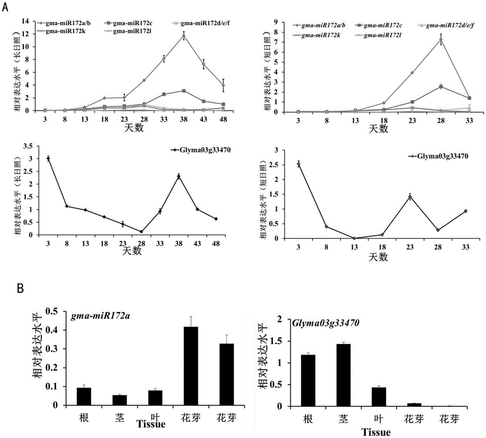 Method for cultivating transgenic plants with blooming ahead of time