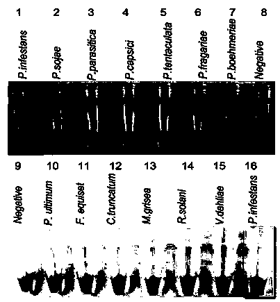 LAMP detection primer composition for phytophthora infestans and LAMP detection kit and LAMP detection method of LAMP detection primer composition