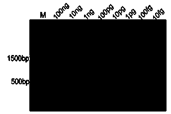 LAMP detection primer composition for phytophthora infestans and LAMP detection kit and LAMP detection method of LAMP detection primer composition