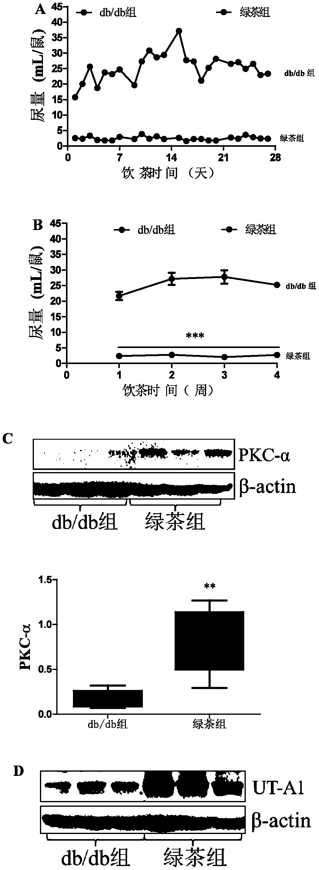 Application of tea to preparation of medicines for relieving polyuria symptoms caused by diabetes