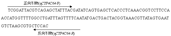 Fluorescent quantitative PCR detection method of resistance of bemisia tabaci on thiamethoxam and kit thereof